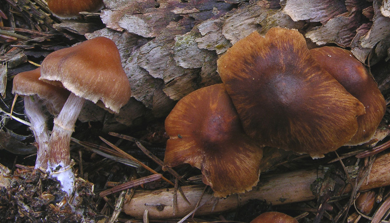 Cortinarius n�2 (cfr. Cortinarius hinnuleus s.l.)
